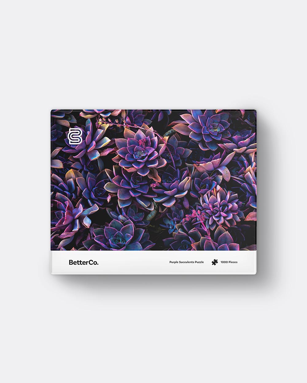 Purple Succulents